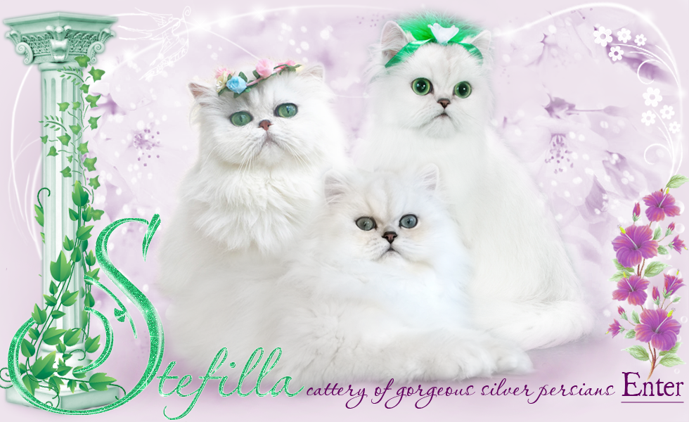 Stefilla Cattery